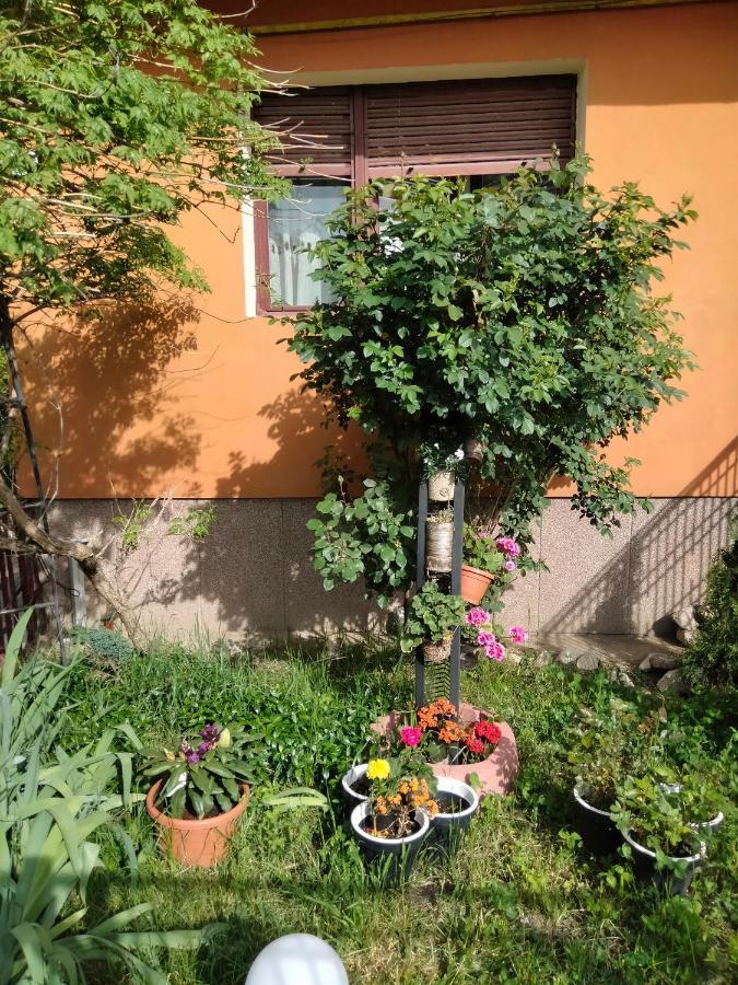 Apartament Cu Terasa La Casa Tina Timişoara Exterior foto